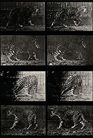 Leopard Walking (1887)